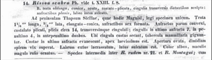 Rissoidae nel Mediterraneo: Genere Alvania